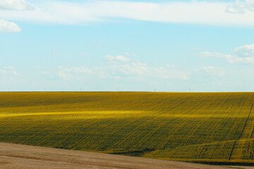 summer panorama of a farm field with sunflowers on a sunny day