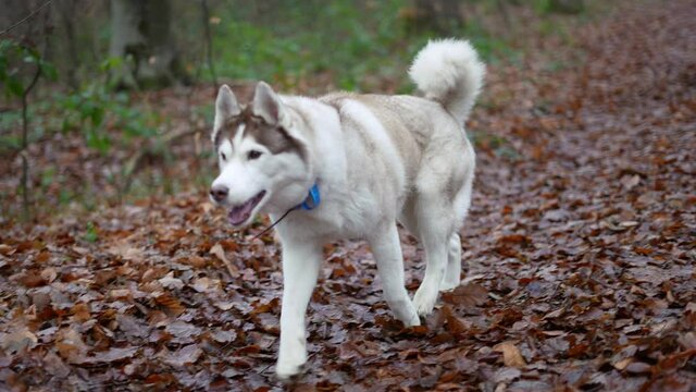 handheld 4k slow motion shot of cute and fluffy siberian husky dog walking in the forest