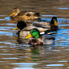 Wild duck or mallard, Anas platyrhynchos swimming in a lake
