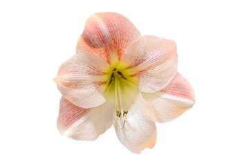 Fototapeta na wymiar amaryllis flower isolated on white background