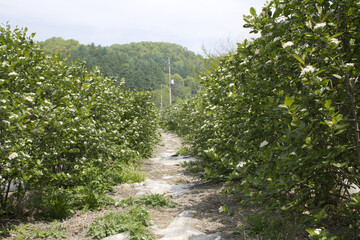 Obraz premium Aronia (chokeberries) growing in a field. 