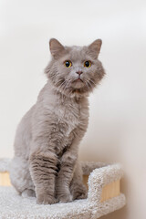 gray pet cat looks worried, furry pet is alarmed, scared yellow eyes, pet castration