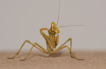 praying mantis on white background
