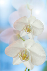 Fototapeta na wymiar white orchid phalaenopsis on blue sky background