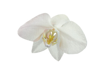 Naklejka na ściany i meble white orchid isolated on white