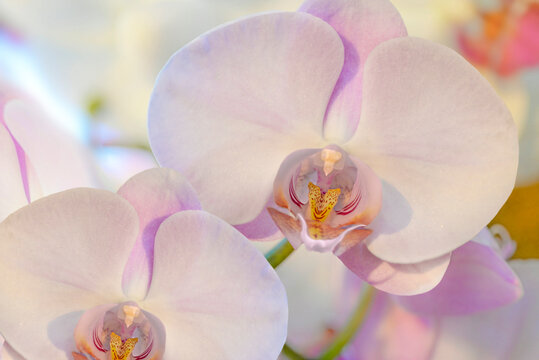 pink orchid flowes 