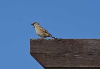sparrow on a fence
