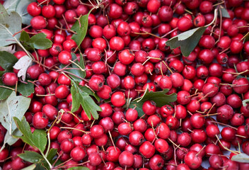 red fresh haws just collected