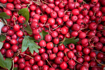 red fresh haws just collected