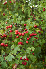 Crataegus monogyna 