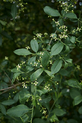 Obraz premium Euonymus europaeus