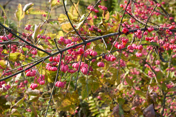 Euonymus europaeus