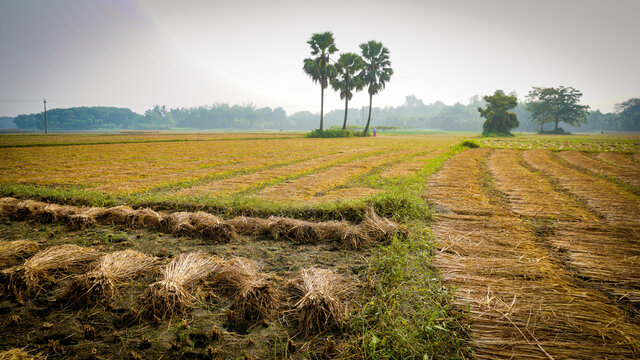 Cutting paddy on the land. A Beautiful landscape on the Bangladesh Agriculture rice Fields.