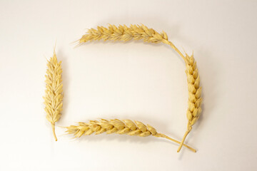 ripe ears of wheat on a white isolated background. isolated golden wheat
