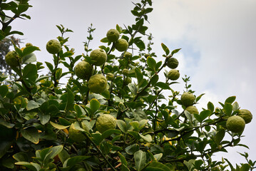 Poncirus trifoliata