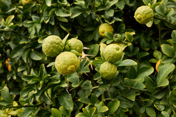 Obraz premium Poncirus trifoliata