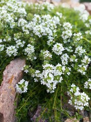 Garden alpine hill with white blooming creeping thyme closeup.flower wallpaper
