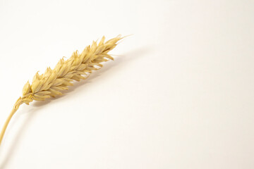 ripe ears of wheat on a white isolated background. isolated golden wheat