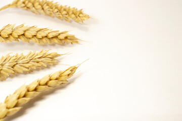 ripe ears of wheat on a white isolated background. isolated golden wheat