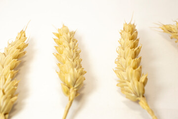 ripe ears of wheat on a white isolated background. isolated golden wheat