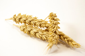 ripe ears of wheat on a white isolated background. isolated golden wheat