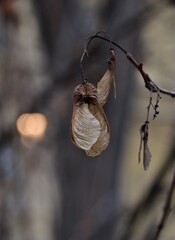 willow branch with catkins