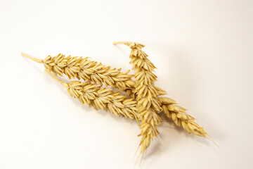 ripe ears of wheat on a white isolated background. isolated golden wheat