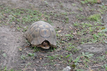 Afrikanische Schnabelbrustschildkröte, Chersina angulata; lebt in Südafrika und Namibia. Foto in George, Südafrika. 
