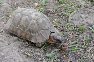 Afrikanische Schnabelbrustschildkröte, Chersina angulata; lebt in Südafrika und Namibia. Foto in George, Südafrika. 
