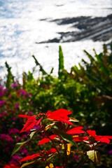 ポインセチアと海岸