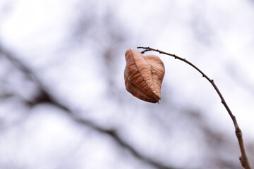 autumn leaves on a tree