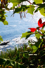 日南海岸とポインセチア