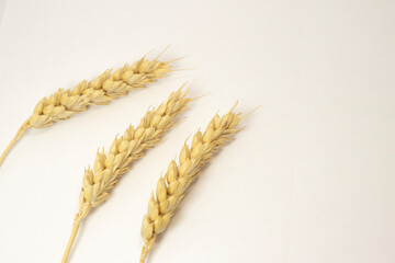 ripe ears of wheat on a white isolated background. isolated golden wheat