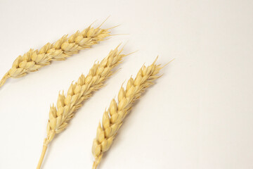 ripe ears of wheat on a white isolated background. isolated golden wheat