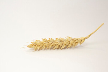 ripe spikelets of wheat on a white isolated background. isolated golden wheat