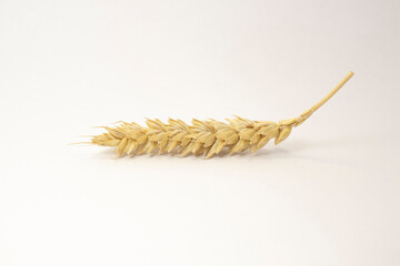 ripe spikelets of wheat on a white isolated background. isolated golden wheat