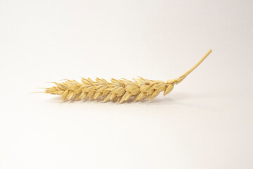 ripe spikelets of wheat on a white isolated background. isolated golden wheat