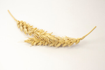 ripe spikelets of wheat on a white isolated background. isolated golden wheat