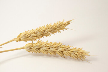 ripe spikelets of wheat on a white isolated background. isolated golden wheat