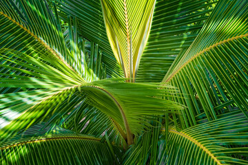 Green tropical plant background - palm tree leaves