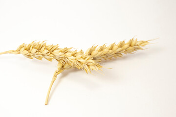 ripe spikelets of wheat on a white isolated background. isolated golden wheat