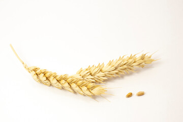 ripe spikelets of wheat on a white isolated background. isolated golden wheat