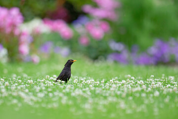 An adult male blackbird foraging in a field with flowers.