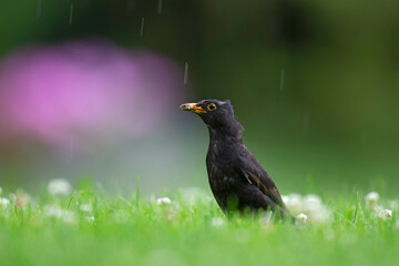 An adult male blackbird foraging in a field with flowers.