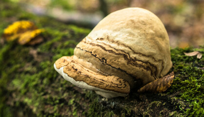 Champignon arboricole à Rignat, France