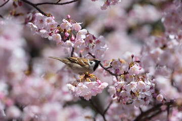 桜とスズメ