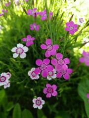 beautiful little pink and white blooming carnation or dianthus in the garden on a summer day. floral wallpaper.