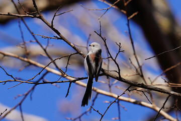 日本の北海道にいるシマエナガ