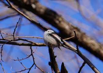 日本の北海道にいるシマエナガ