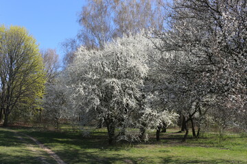 Obraz premium White flowers blossomed on a cherry tree in a spring park A flowering tree adorns the outdoor with its whiteness.